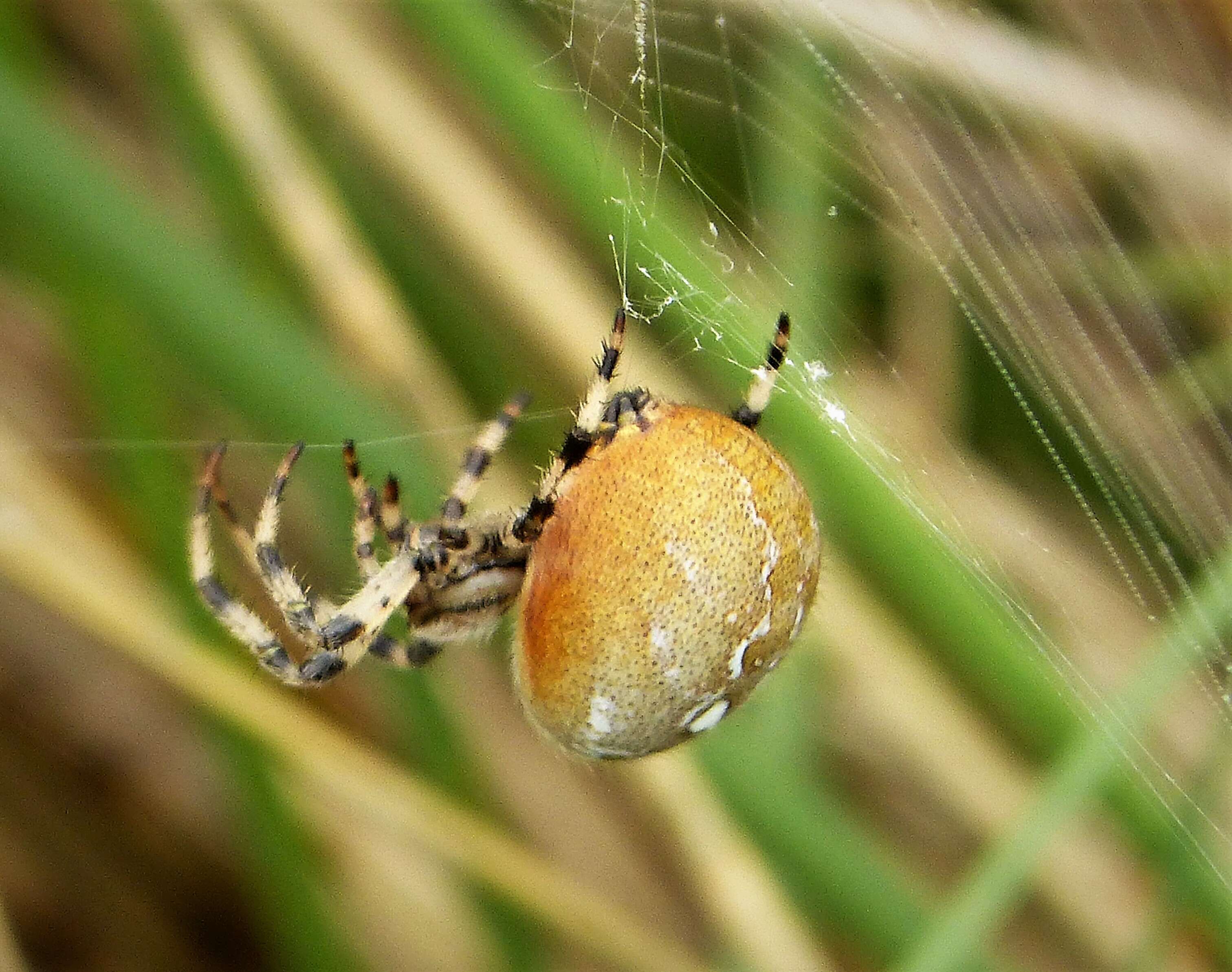 Image of Araneus