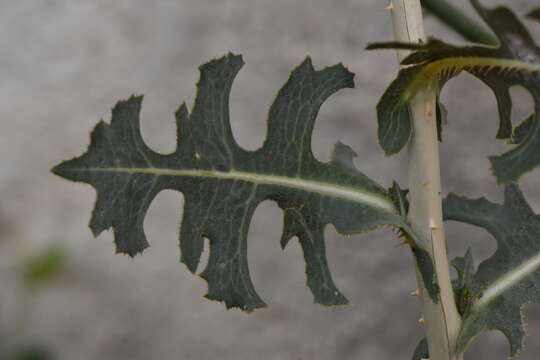 Image of prickly lettuce