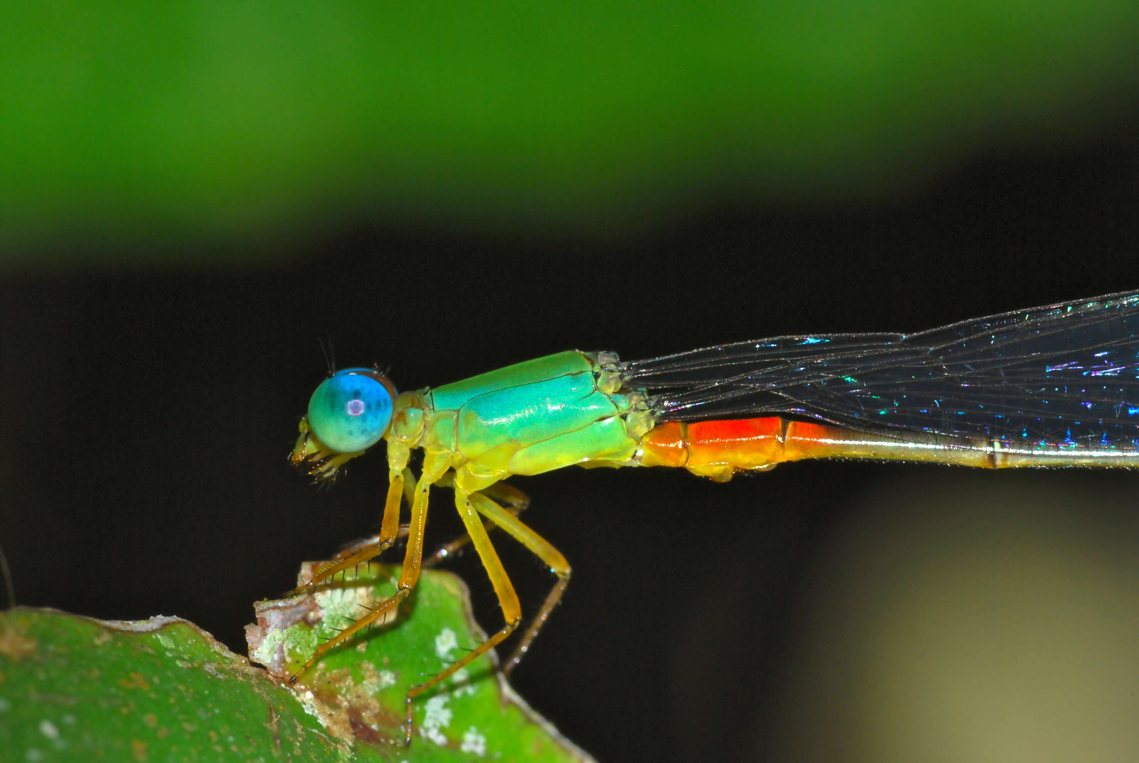 Imagem de Ceriagrion cerinorubellum (Brauer 1865)