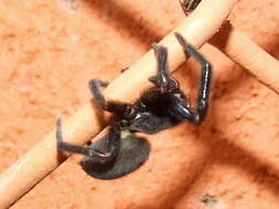 Image of desid spiders