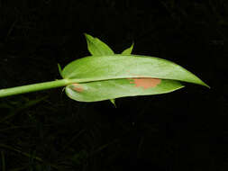 Image of Coutoubea spicata Aubl.