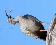 Image of Plumbeous Ibis