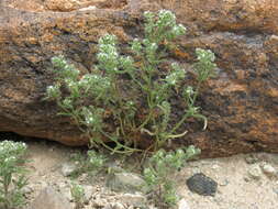 Image of cryptantha