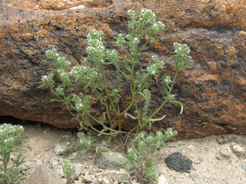 صورة Cryptantha angustifolia (Torr.) Greene