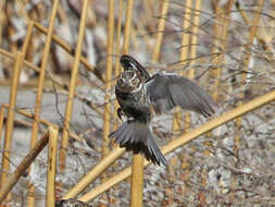 Image of Chestnut-collared Longspur