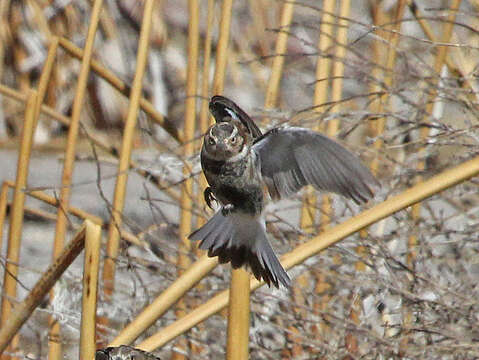 Image of Chestnut-collared Longspur