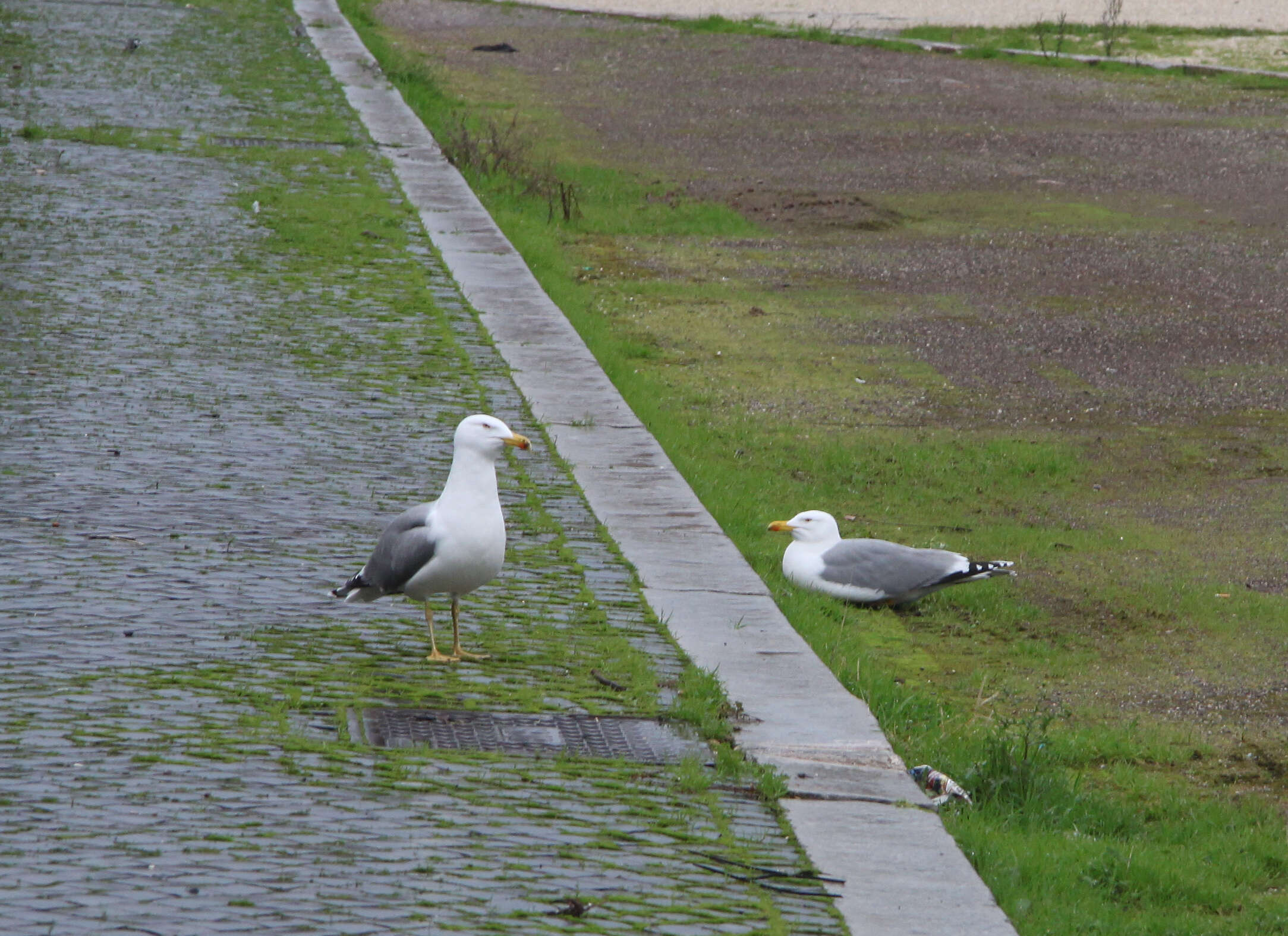 Image de Larus Linnaeus 1758