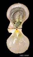 Image of Spathochlamys T. R. Waller 1993