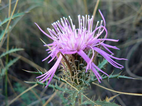 Image of Atractylis humilis L.