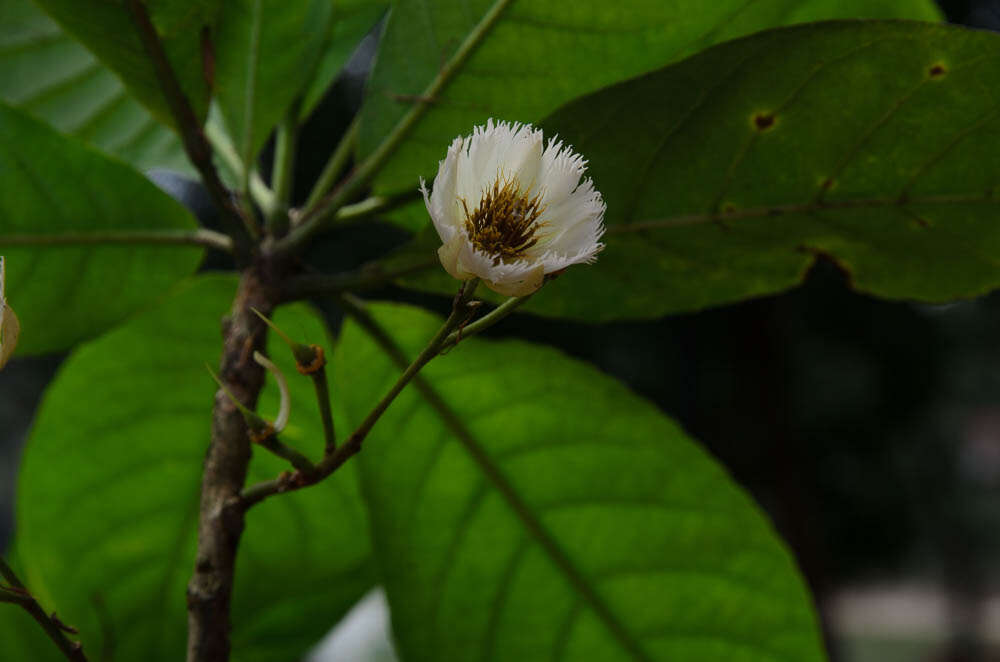 Image of Elaeocarpus grandiflorus J. E. Smith