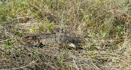 Image of Paraguay Caiman Lizard