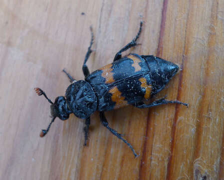 Nicrophorus resmi