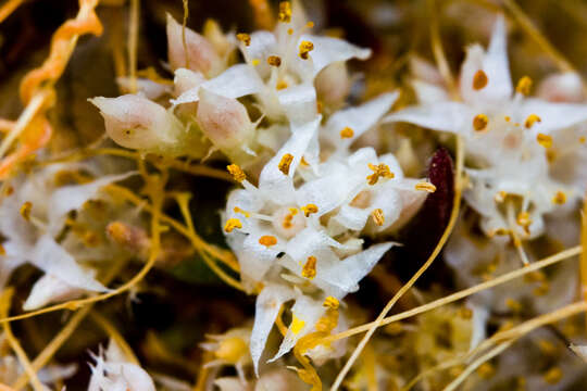 Image of chaparral dodder