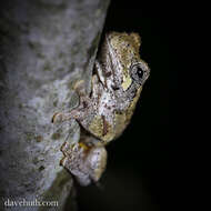 Image of Gray Treefrog