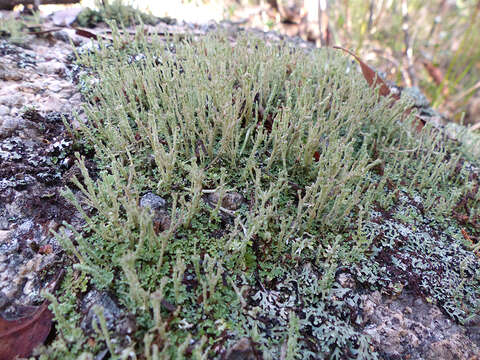 Image of cup lichen