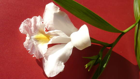 Image of Sobralia liliastrum Lindl.