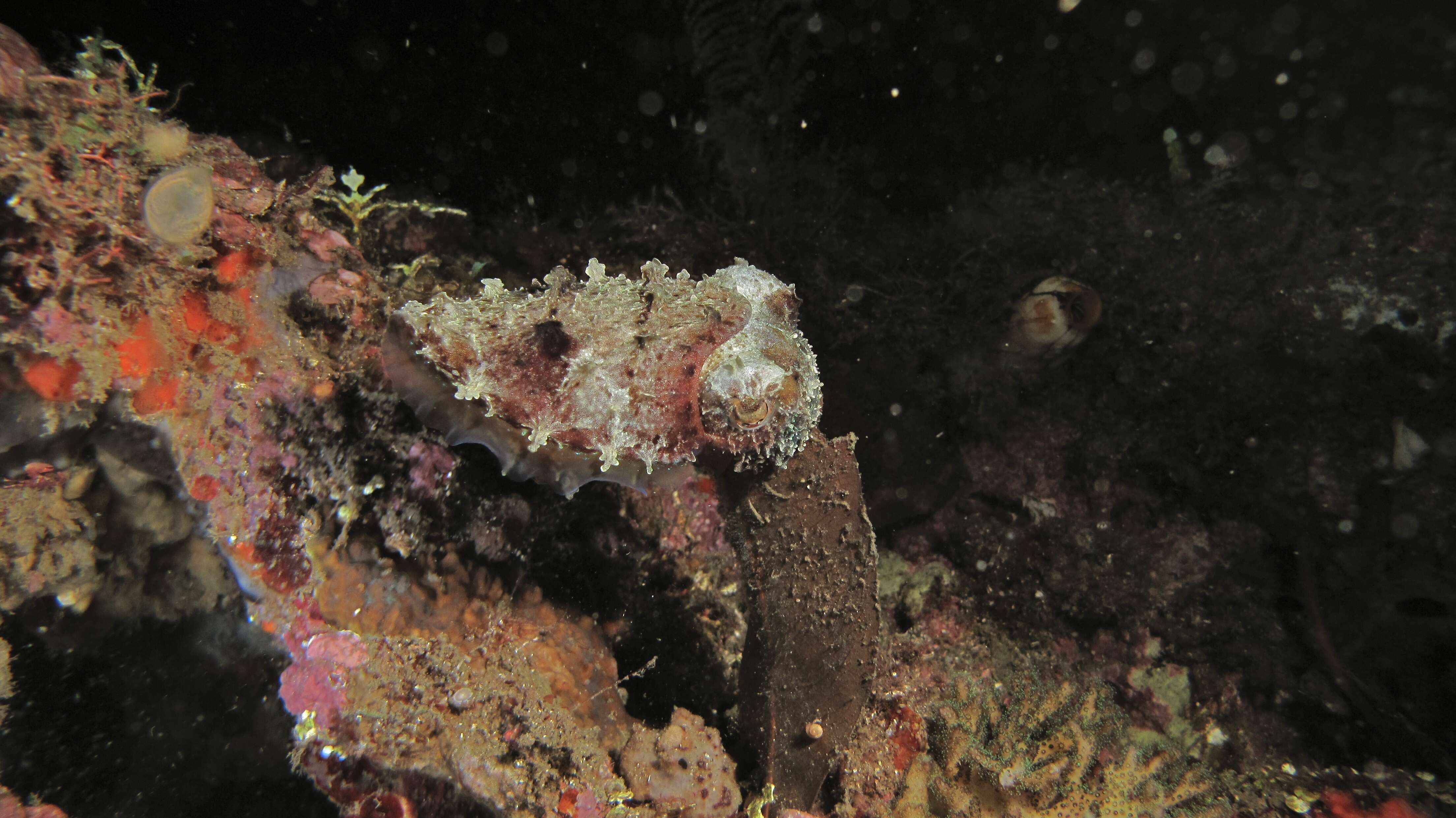 Image of Stumpy Cuttlefish