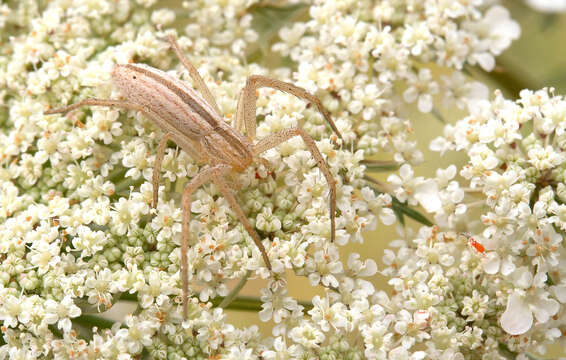 Image of philodromid crab spiders