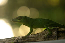 Image of Cuvier's Anole