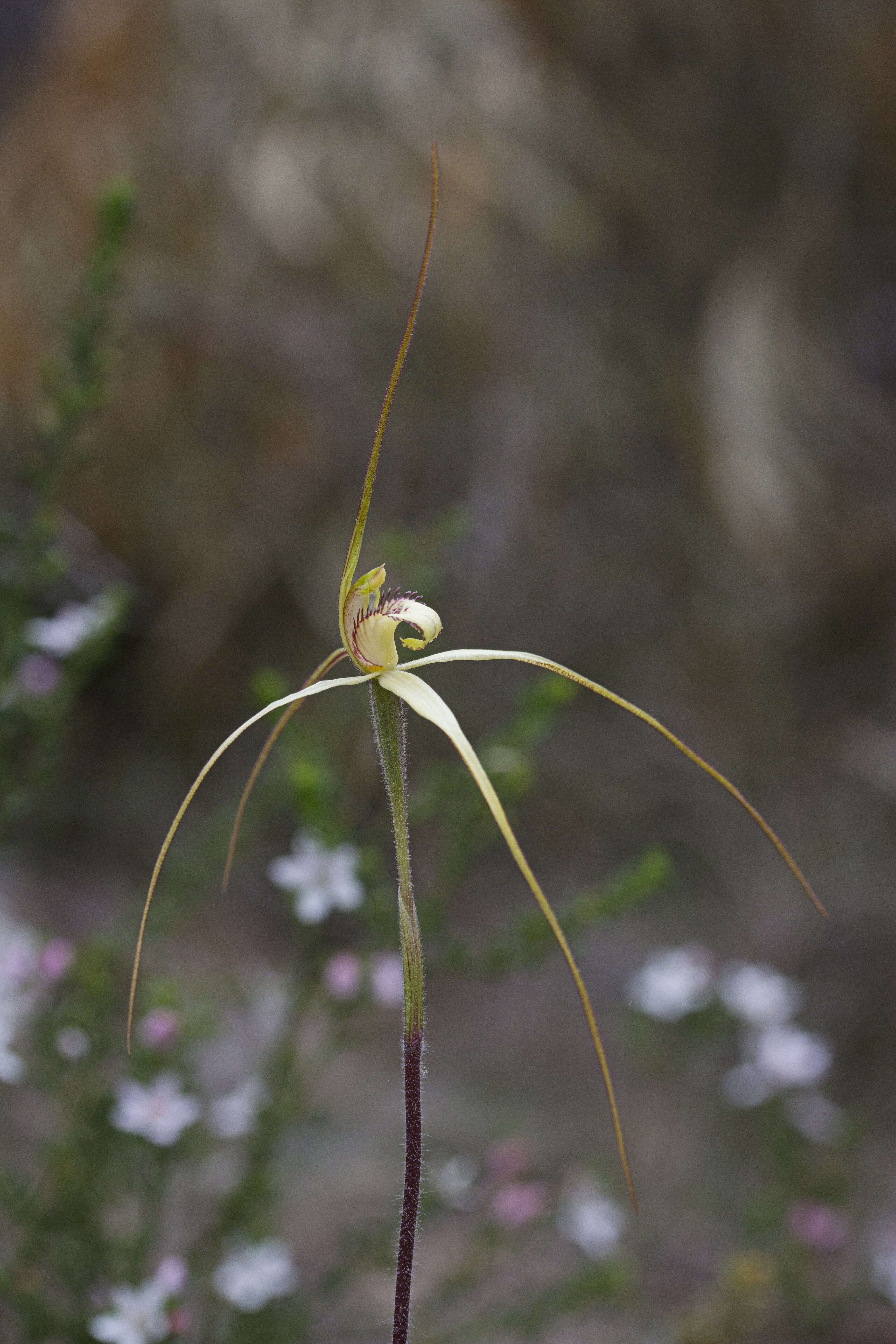 Image of Fawn spider orchid
