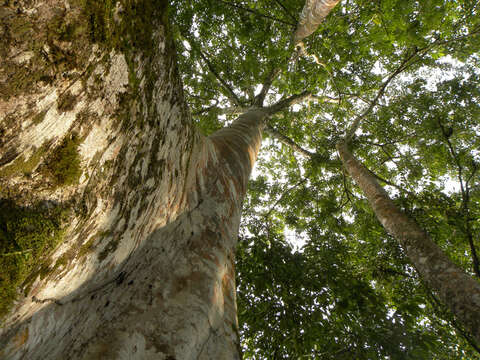 Image of Ficus insipida Willd.