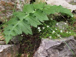 Image of Cirsium erisithales (Jacq.) Scop.