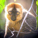 Image of Lemur Rufous