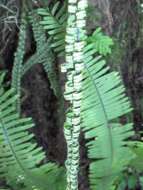 Image of rockcap fern