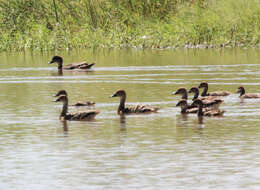 Image of Grass Whistling Duck