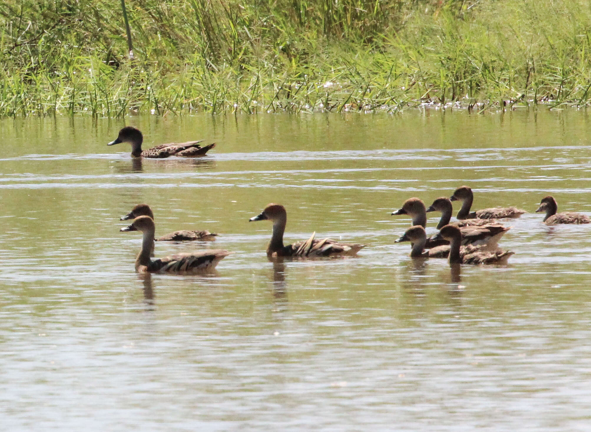 Image of Grass Whistling Duck