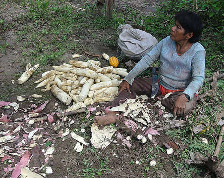 Image of cassava