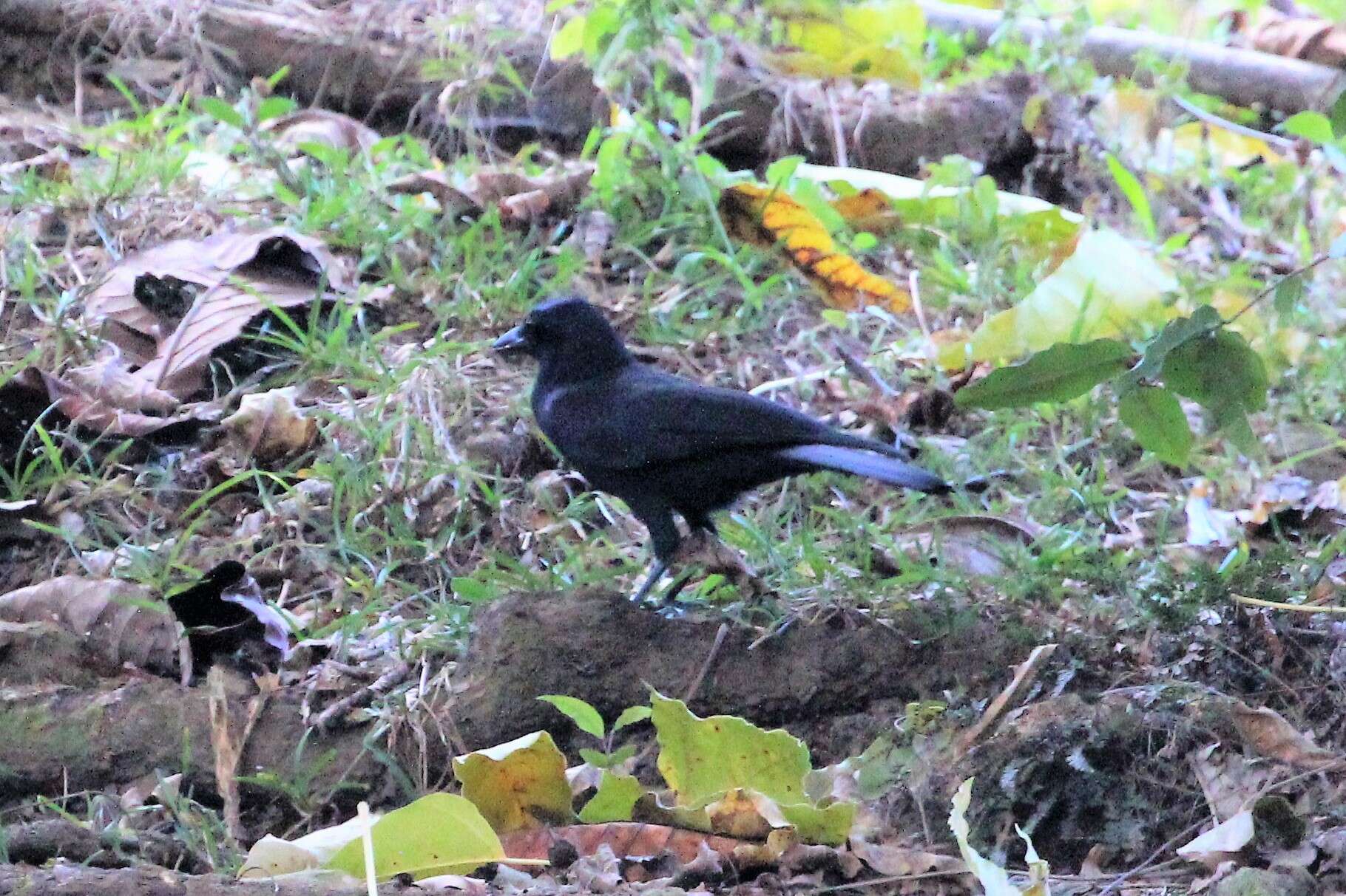 Image of New Caledonian Crow