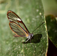 Image of Pteronymia artena Hewitson 1854