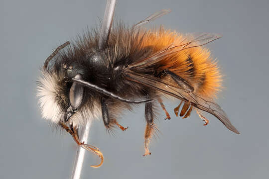 Image of Mason Bees