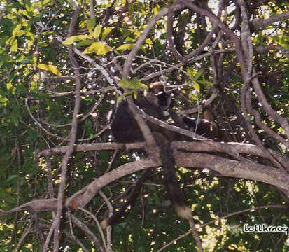 Image of Bennett's Brown Lemur