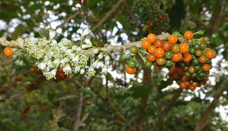 Sivun Acnistus arborescens (L.) Schltdl. kuva