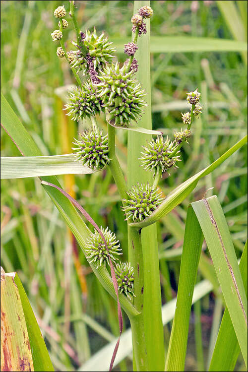 Image of Sparganium erectum subsp. neglectum (Beeby) K. Richt.