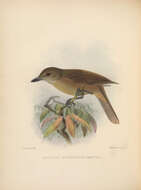 Image of Yellow-throated Whistler