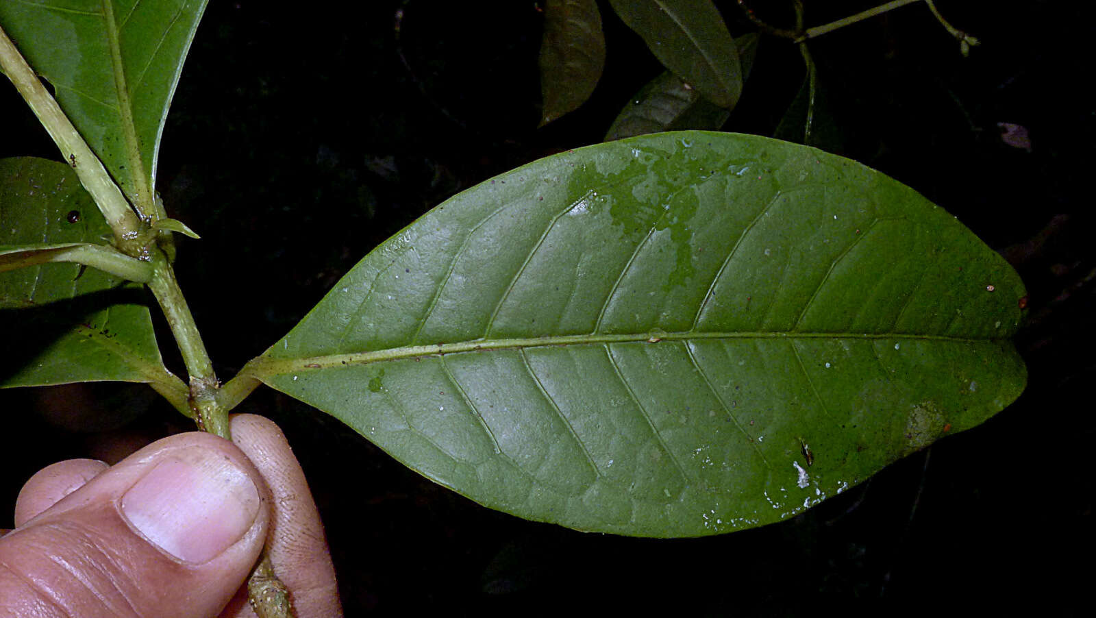 Image of Coussarea albescens (DC.) Müll. Arg.