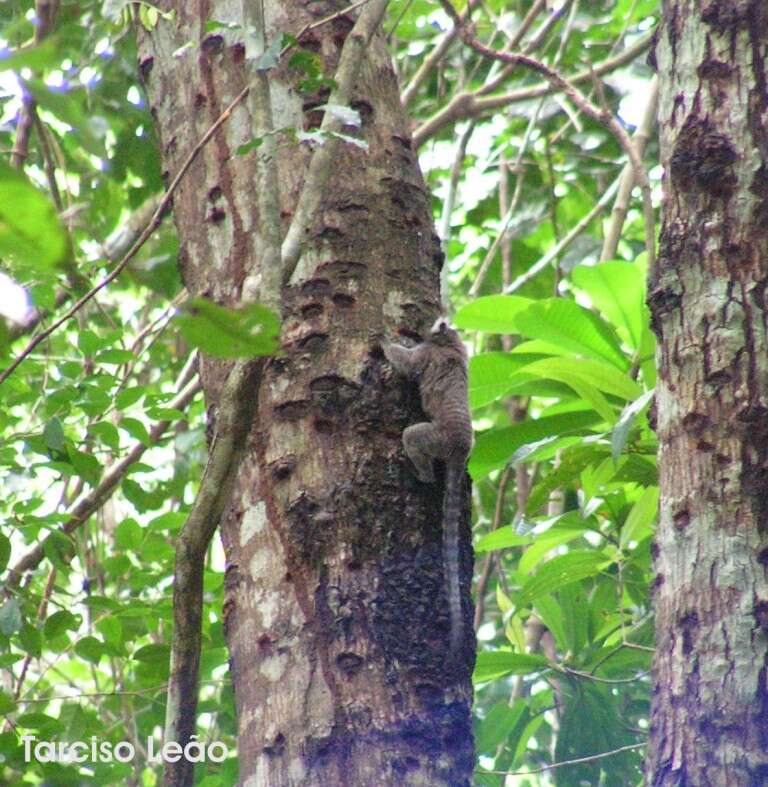 Слика од Tapirira guianensis Aubl.