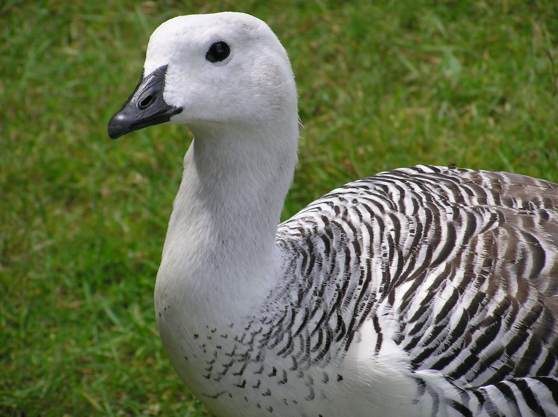 Image of Sheldgoose