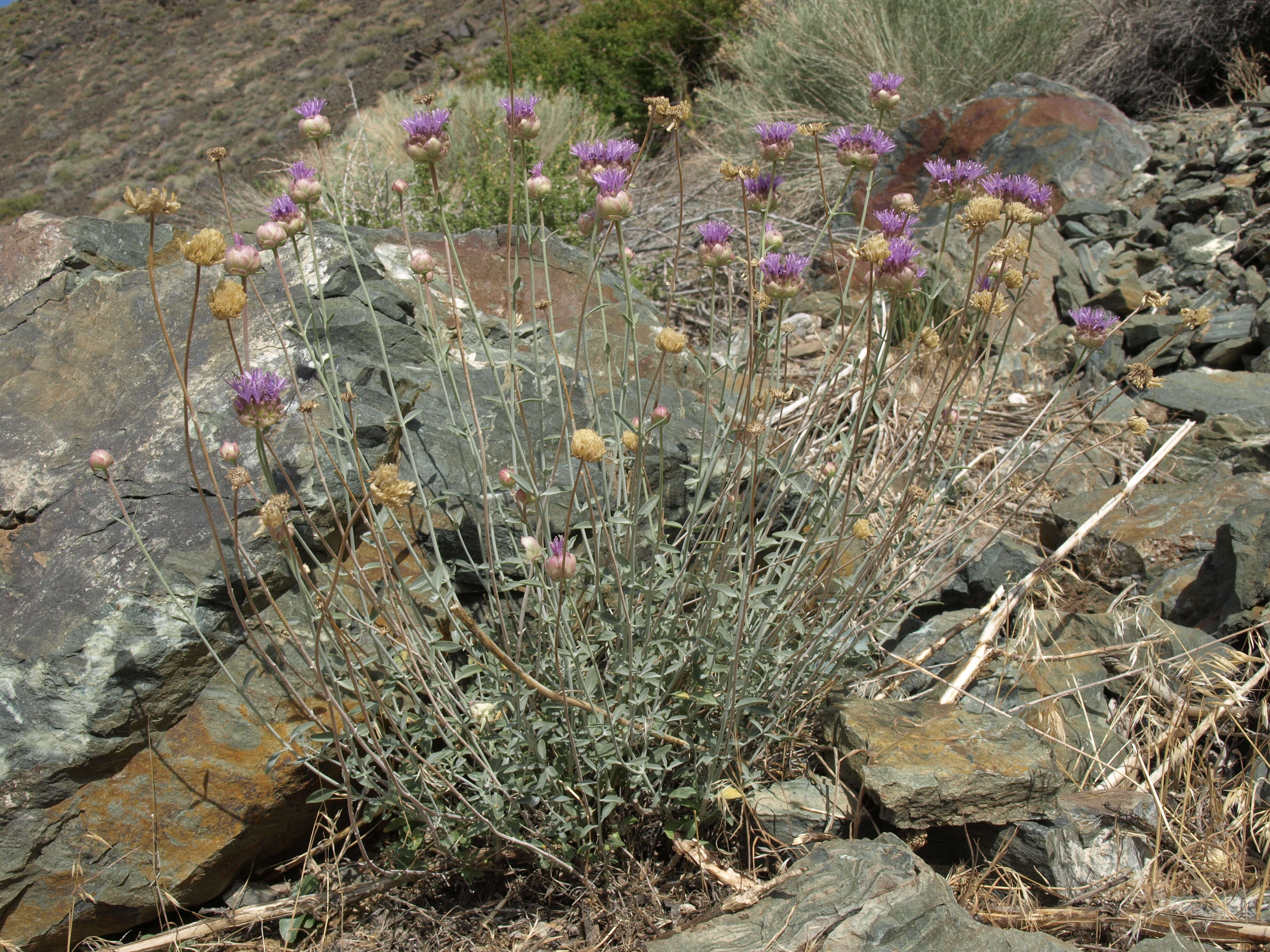Image of Monardella linoides subsp. sierrae Elvin & A. C. Sanders