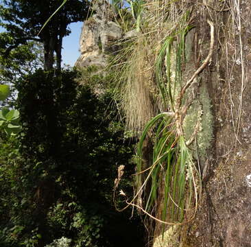 Image of Aloe rulkensii T. A. McCoy & O. J. Baptista