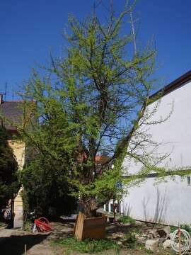 Image of Ginkgoopsida