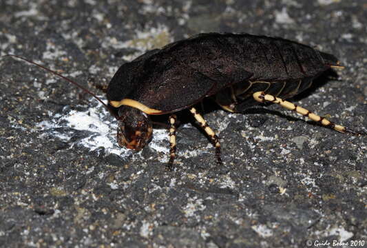 Image of bush cockroach