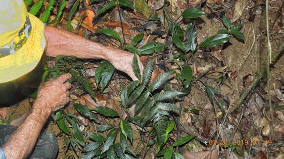 Image of Steiropteris polypodioides (Raddi) Salino & T. E. Almeida