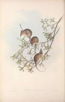 صورة Tarsipes Gervais & Verreaux 1842