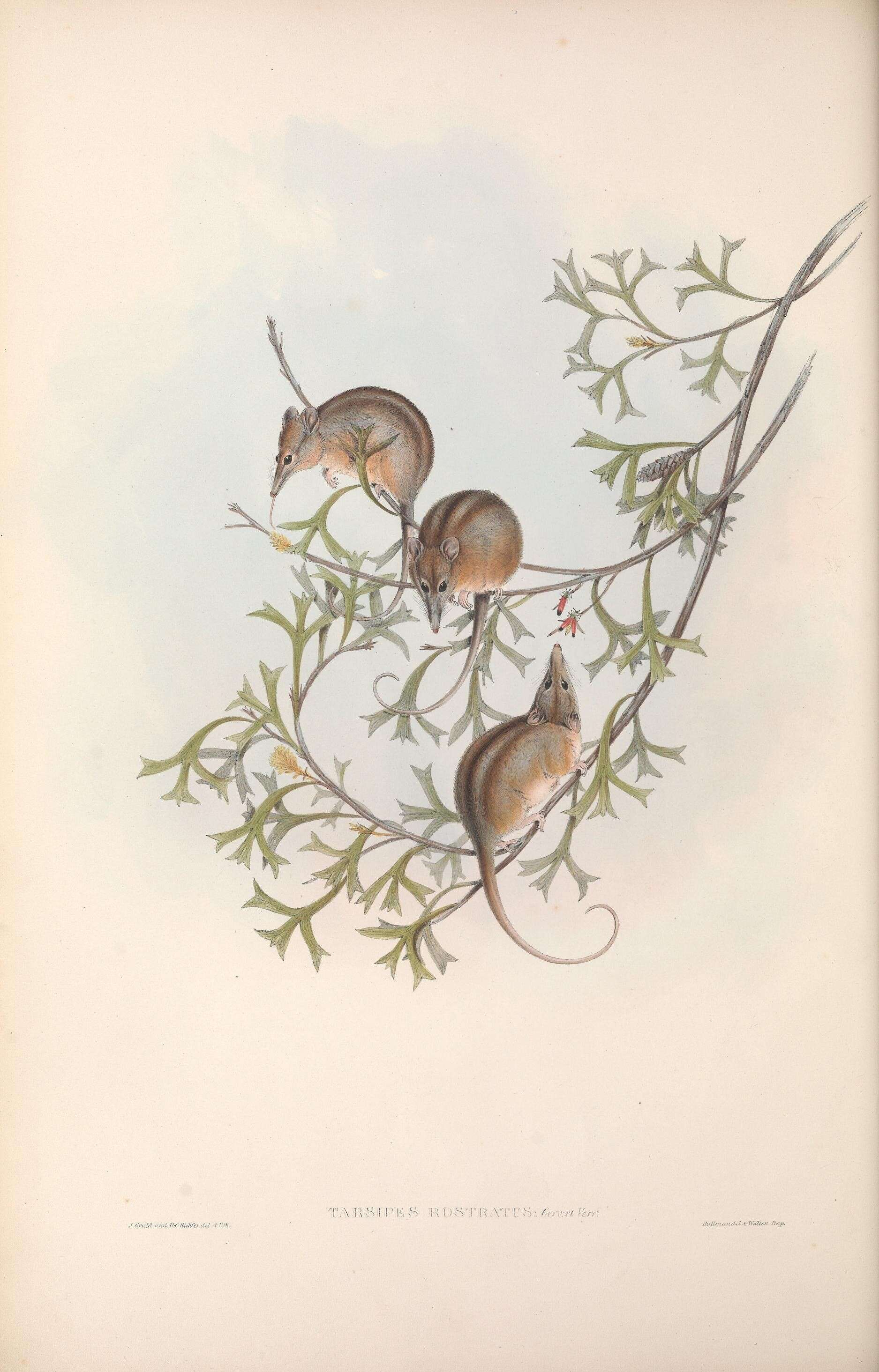 Image of honey possums