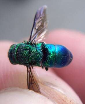 Image of Chrysis