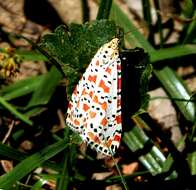 Image of crimson speckled